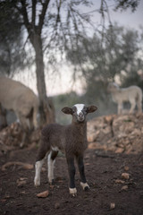 Fototapeta premium Defiant Lamb born in Winter, Playing in a Mediterranean Olive Grove