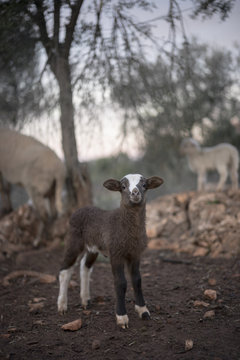 Defiant Lamb born in Winter, Playing in a Mediterranean Olive Grove