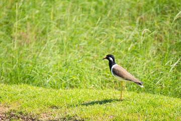 Bird in the nature background.Thailand.
