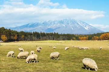 Fototapeta premium 小岩井農場