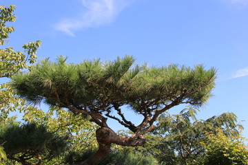 テーブルのように上部が平らになった松(宮城県)