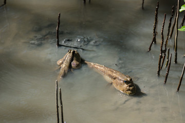 Muskipper Amphibious fish in mangrove forest.Thailand.
