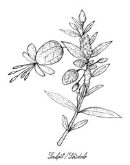 Hand Drawn of Sculpit or Stridolo on White Background