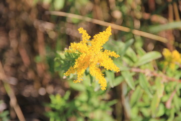 真上から見たセイタカアワダチソウの花(宮城県)