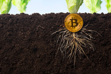 How to grow or get and earn on bitcoins. The bitcoin grows in the earth as the growth has taken...