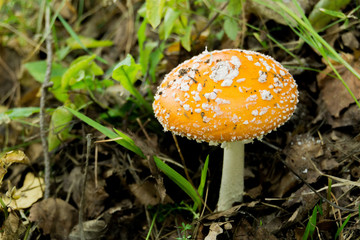 Amanita in the Forest