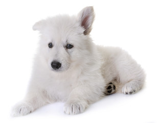 puppy White Swiss Shepherd Dog