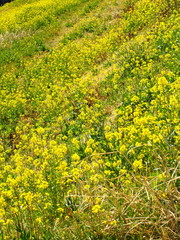 土手に咲くナノハナ