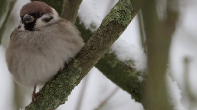 field sparrow in winter - red epic footage 