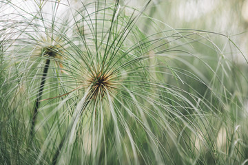 Leaves background