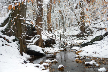 Winter in Washington DC, Rock Creek park