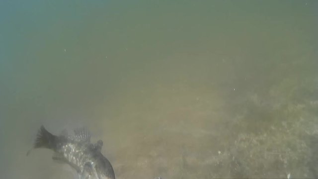 caught fish beats on the hook and wants to escape