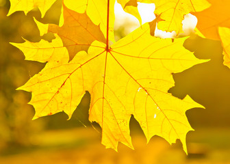 Naklejka na ściany i meble Yellow autumn maple leaves in sunlight