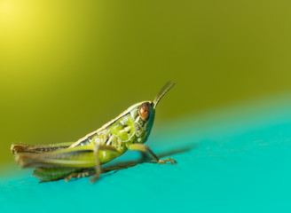 Grasshopper with green background and blue foreground