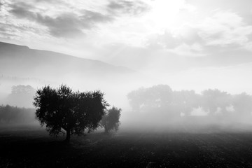 Olive trees in the middle of fog at dawn