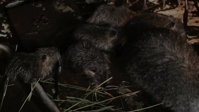 Nutria parent and child