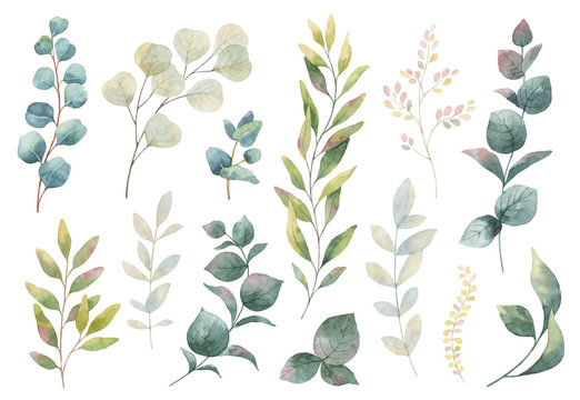 Hand drawn vector watercolor set of herbs, wildflowers and spices.