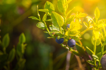 Wild blueberries in the forest