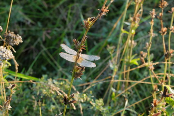 Стрекоза в траве
