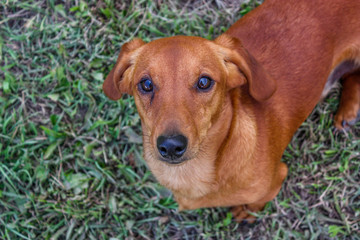 Dachshund dog looking the camera