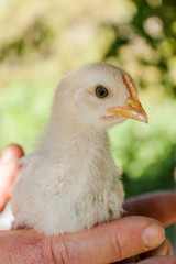 Man holding a baby chicken in his hands