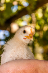 Man holding a baby chicken in his hands