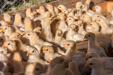 Obraz premium Baby chickens
