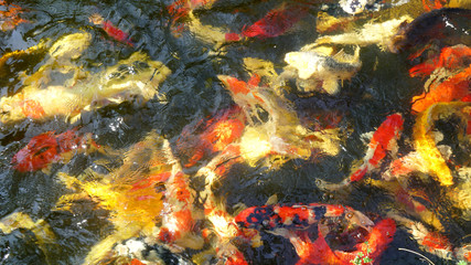 Fototapeta na wymiar Fancy Carp Fish Pond