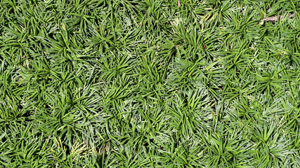 Small plant on the ground