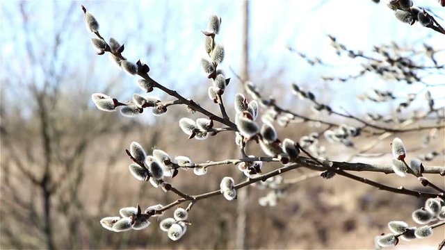 Beautiful pussy willow flowers branches on wind, selective focus with shallow depth of field.
