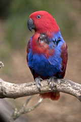 eclectus parrot