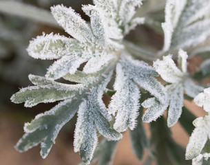 hoarfrost on leaves
