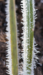 hoarfrost on leaves
