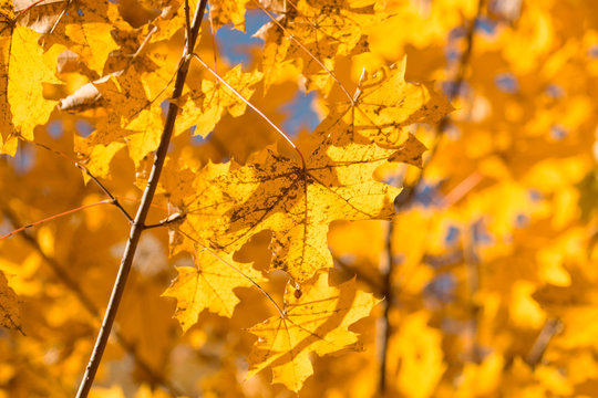 yellow maple leaves against the sky