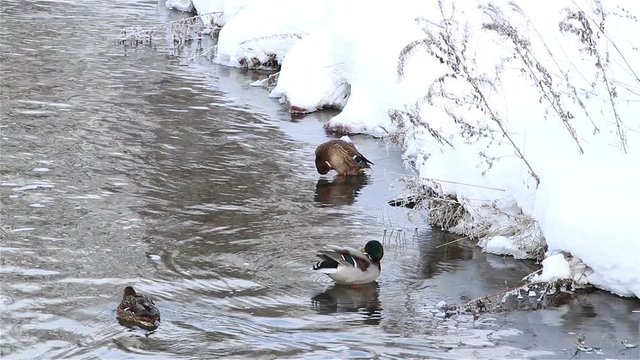 Wild ducks in the winter river.
