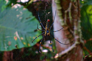 Giant Woods Spider(Nephila Pilipes, Human Face Spider) With Beautiful and Perfect Web on the Trail of Linmei Shihpan Trail at Jiaosi, Yilan, Taiwan