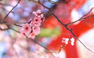 Cherry blossom tree