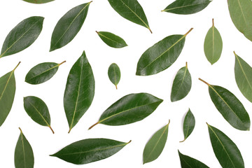 laurel isolated on white background. Fresh bay leaves. Top view. Flat lay pattern