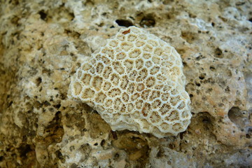 Skeleton of a stony coral on the beach, Liuqiu, Taiwan © Tom