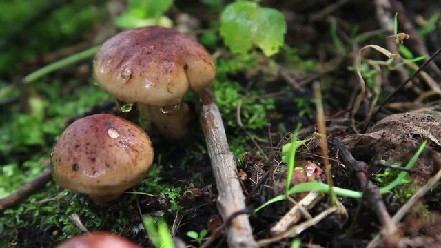 Mushrooms in the wood. Wild mushrooms of a midland of Europe.