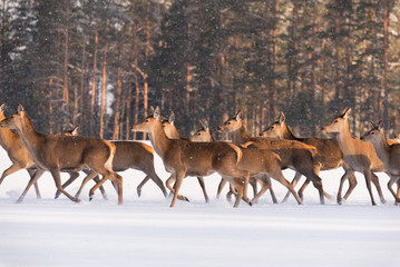 Deer Run On Snow. Numerous Herd Of Deer (Cervus Elaphus), Illuminated By The Morning Light, Run Through The Snow-Covered Field Against The Background Of The Winter Forest Under Falling Snowflakes. - 185083715
