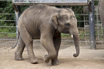 Naklejka premium elephant