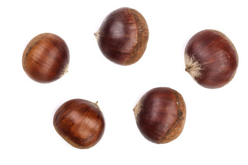 chestnut isolated on white background. Top view