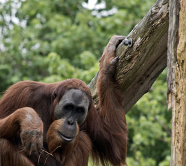 orangutan