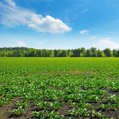 Green beet field and blue sky.