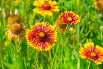 Beautiful background of garden flowers.