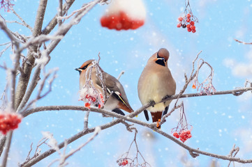 Two waxwings sitting on  branch of  mountain ash in the frost