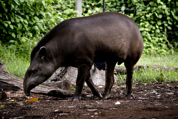 tapir © susan flashman