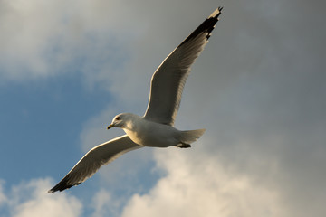 Fototapeta na wymiar seagulls flying over the Bosphorus, Istanbul, Turkey
