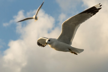 seagulls flying over the Bosphorus, Istanbul, Turkey